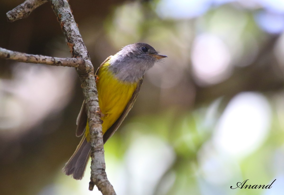 Gray-headed Canary-Flycatcher - ML620599446