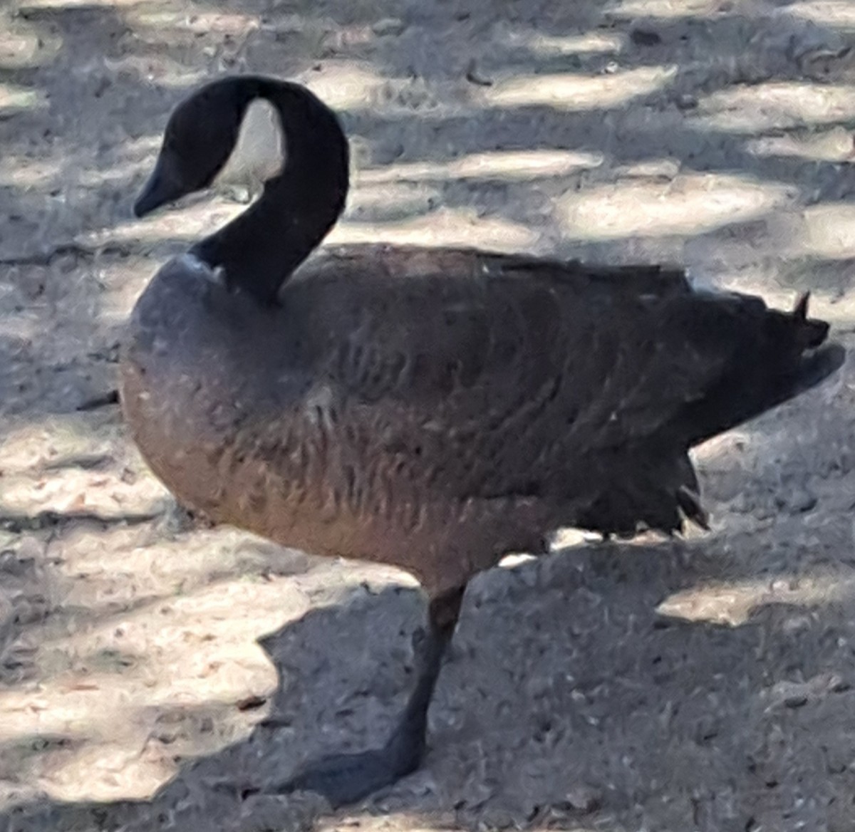 Cackling Goose - ML620599449