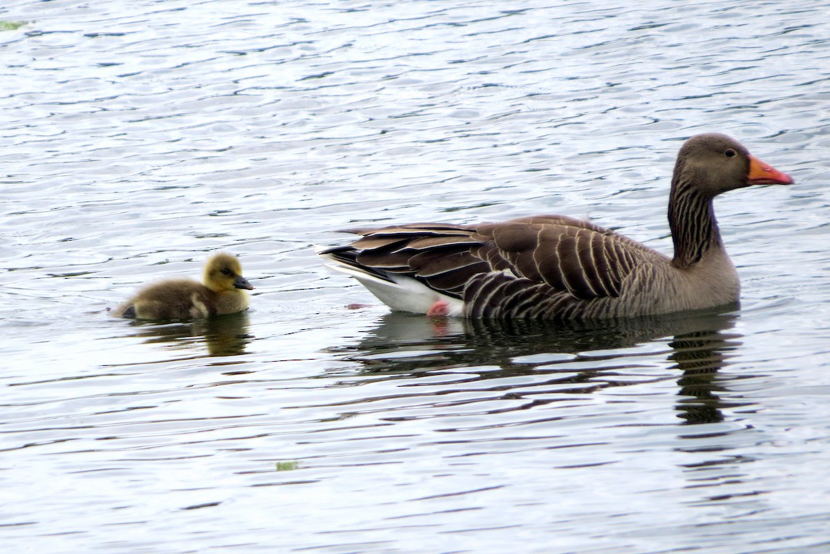 Graylag Goose - ML620599450