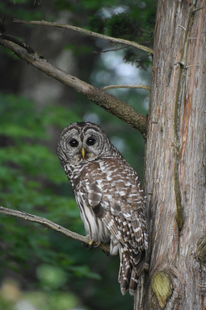 Barred Owl - ML620599451