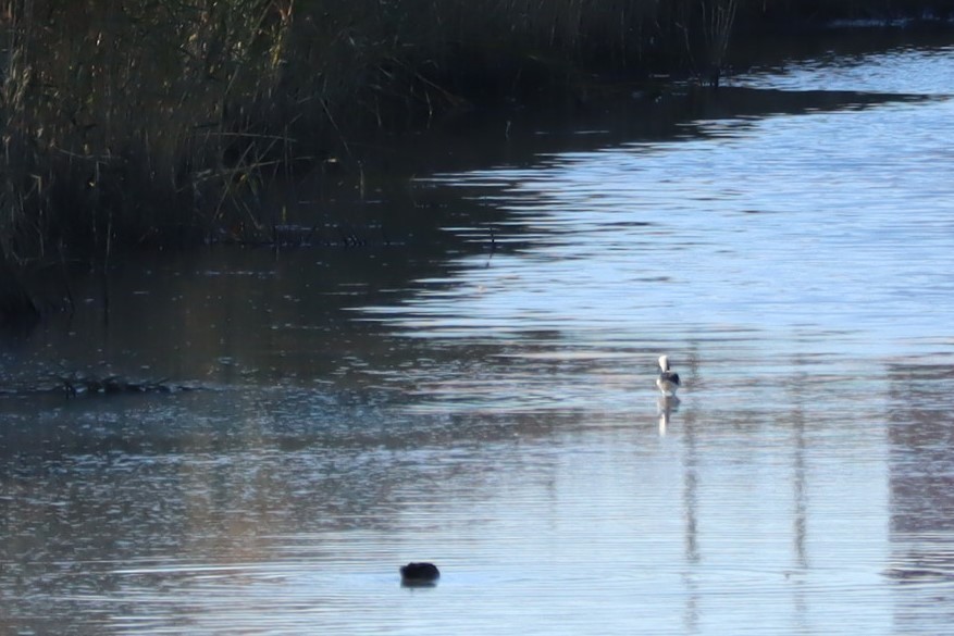 Pied Stilt - ML620599458