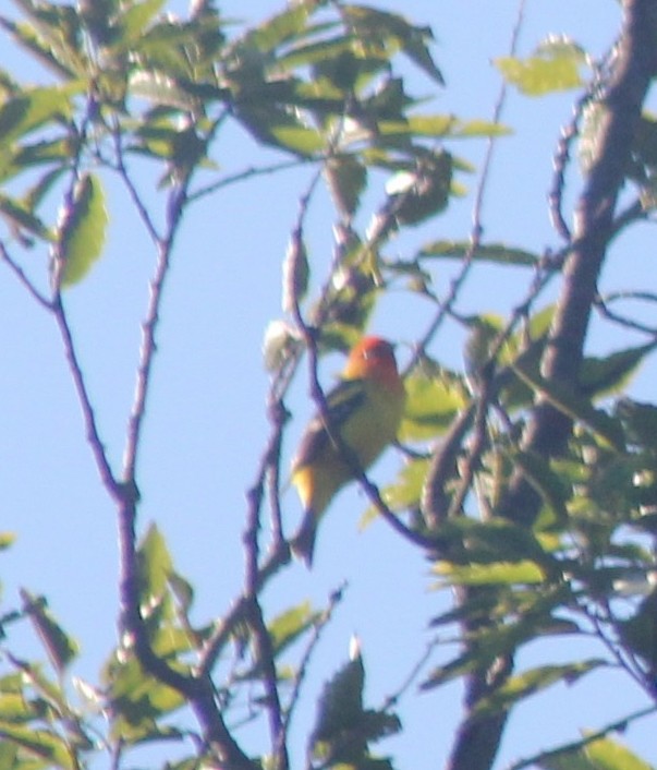 Western Tanager - ML620599460
