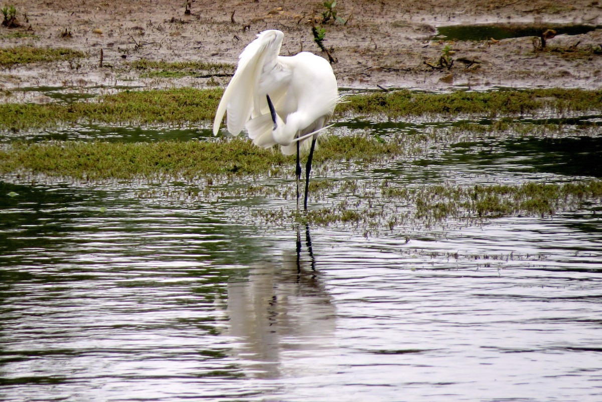 Little Egret - ML620599464