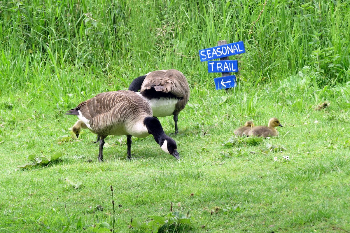 Canada Goose - ML620599474