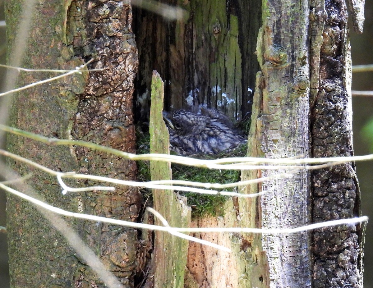 Spotted Flycatcher - Mike Wheeler