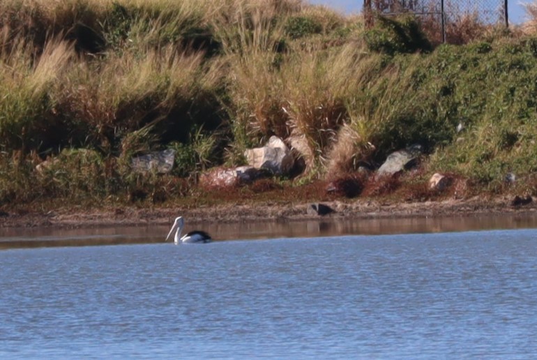 Australian Pelican - ML620599484