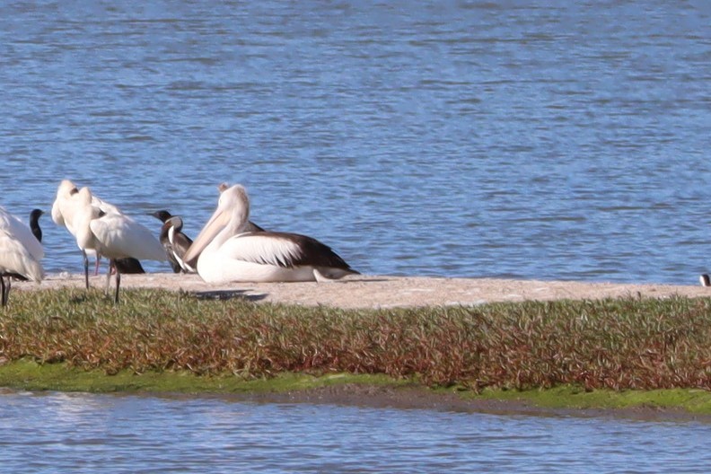 pelikán australský - ML620599485