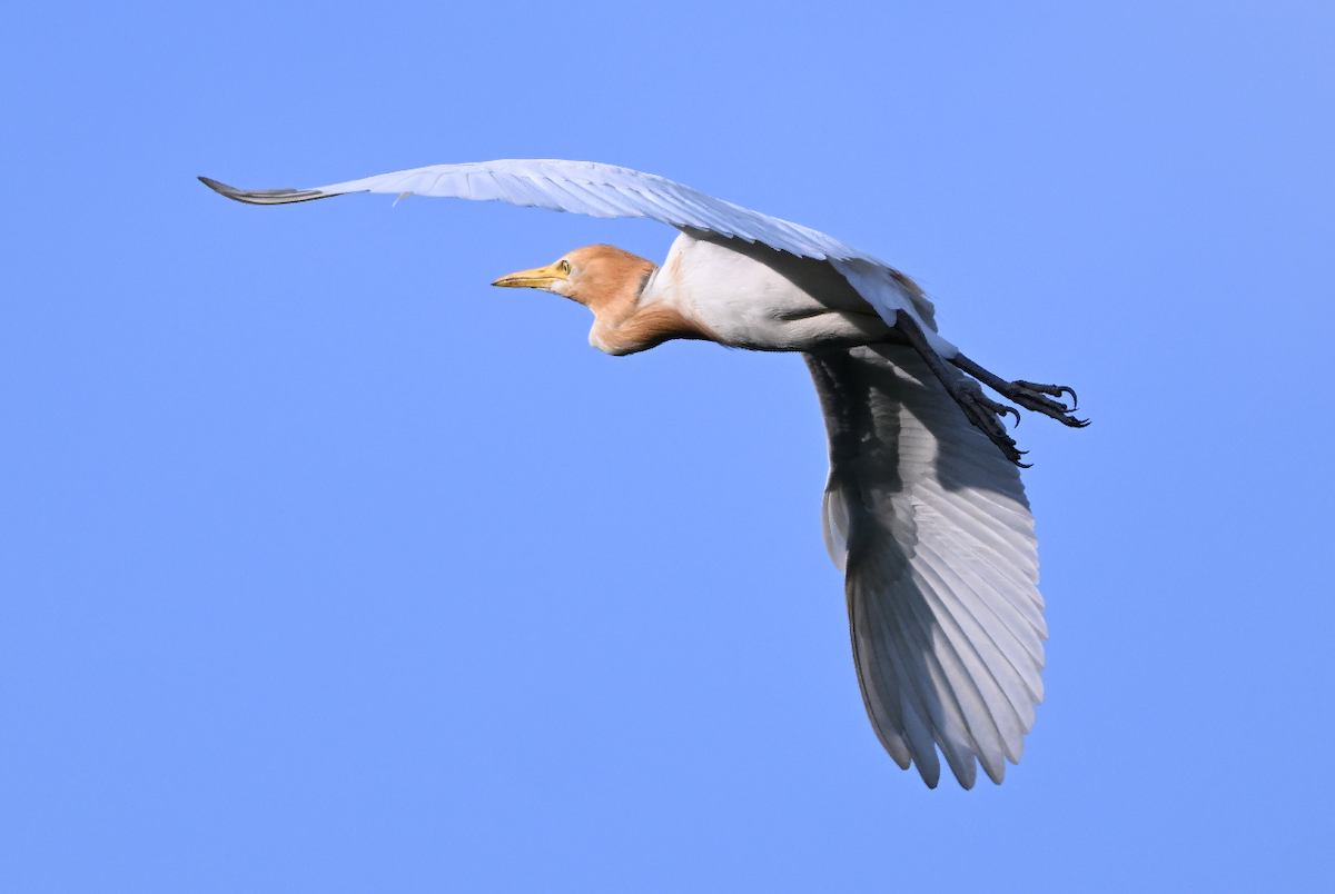 Eastern Cattle Egret - ML620599495