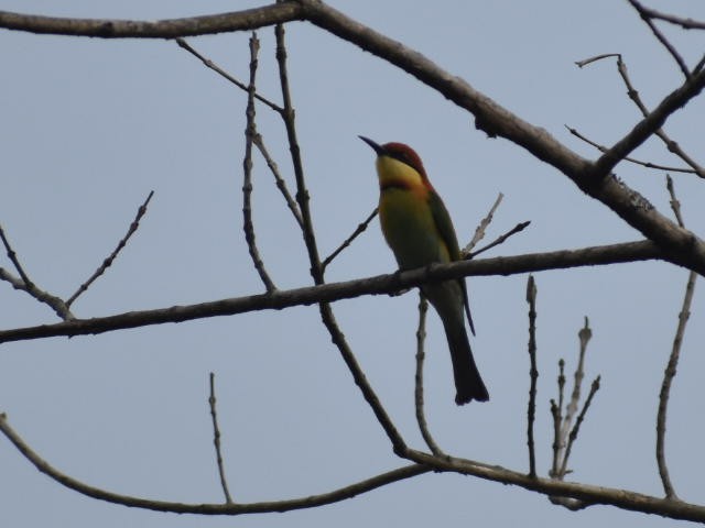 Chestnut-headed Bee-eater - ML620599503
