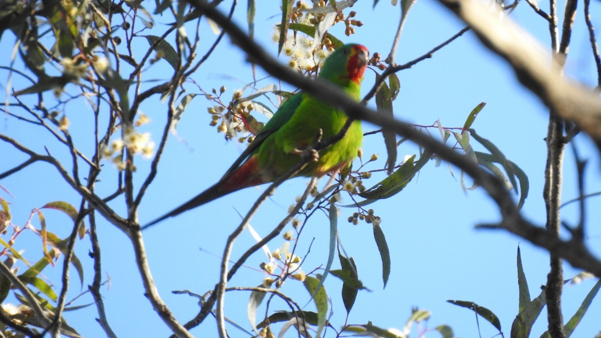 Swift Parrot - ML620599510