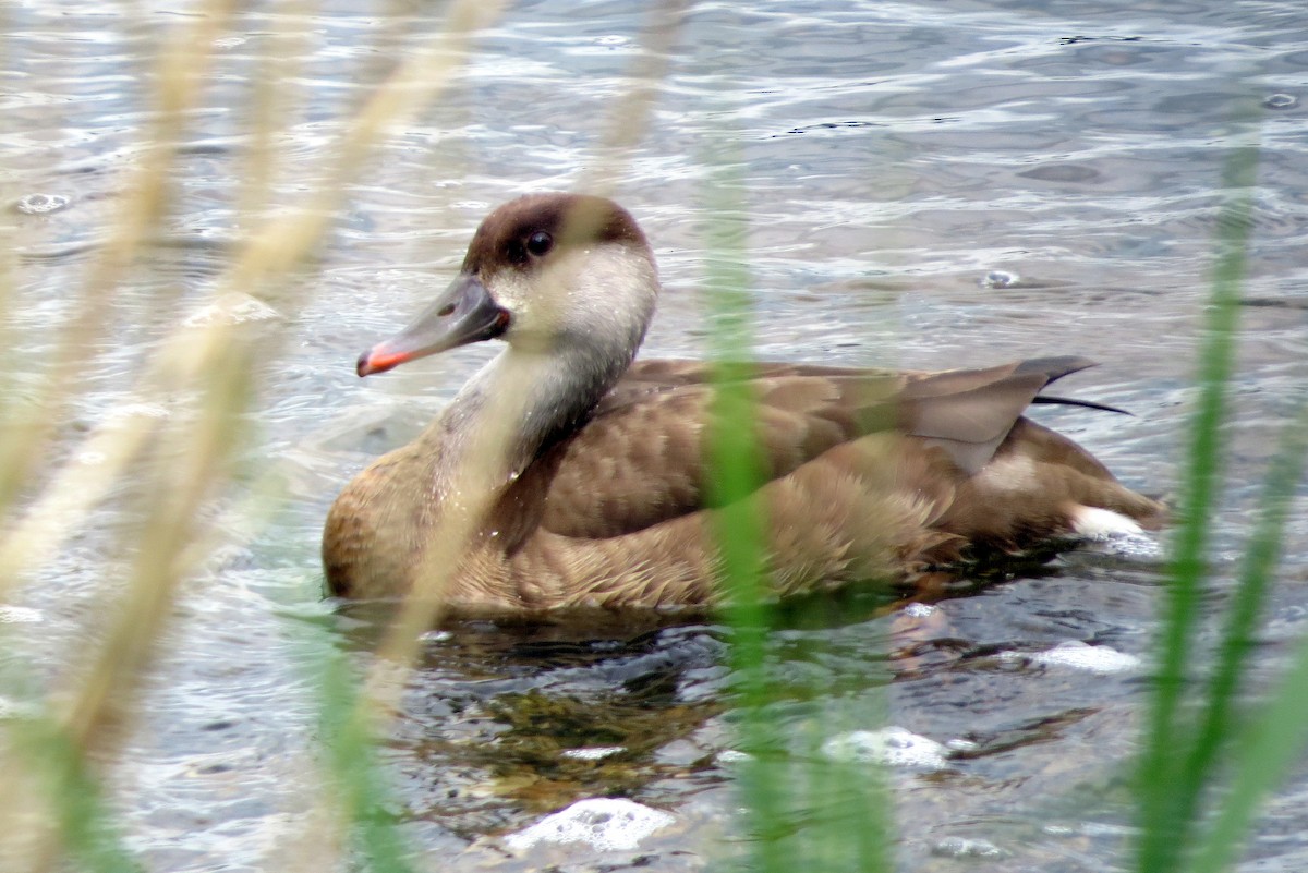 Red-crested Pochard - ML620599516