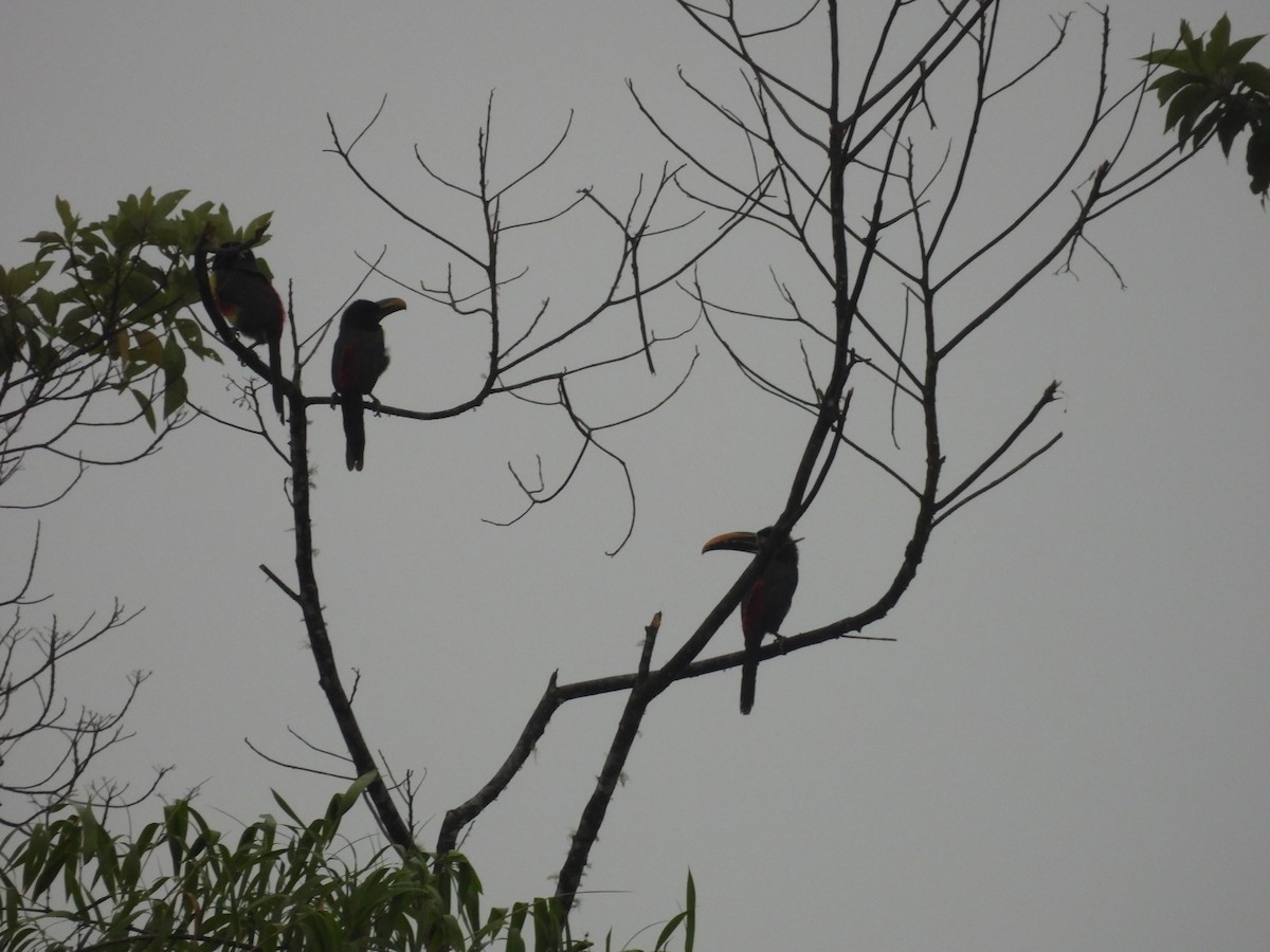 Chestnut-eared Aracari - ML620599517