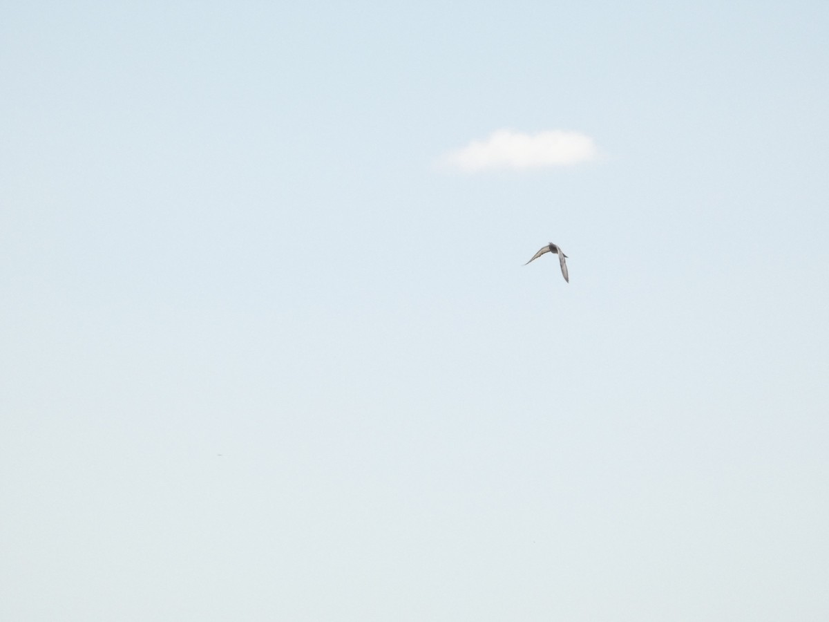 holub skalní (domácí) - ML620599526