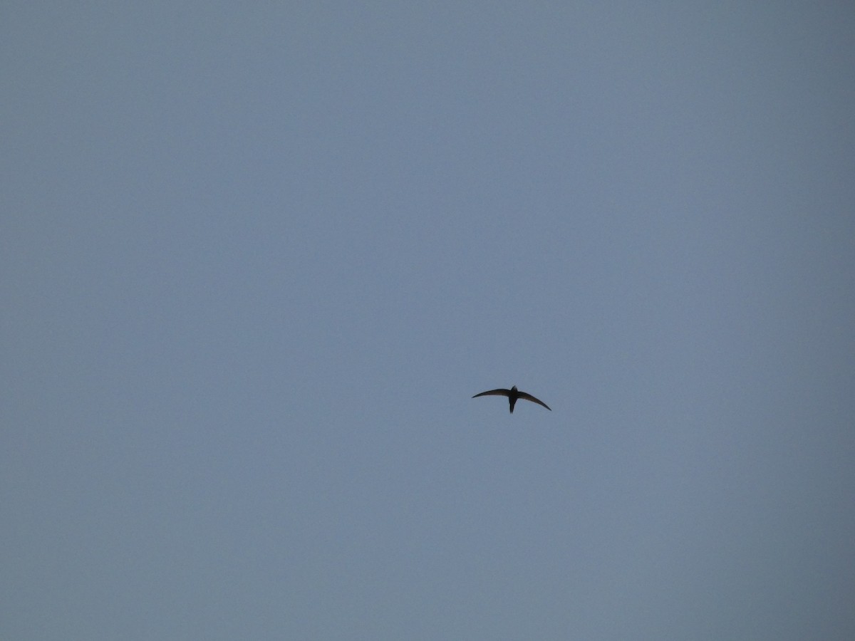 Common Swift - ML620599528