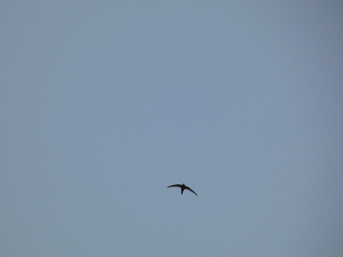 Common Swift - ML620599529