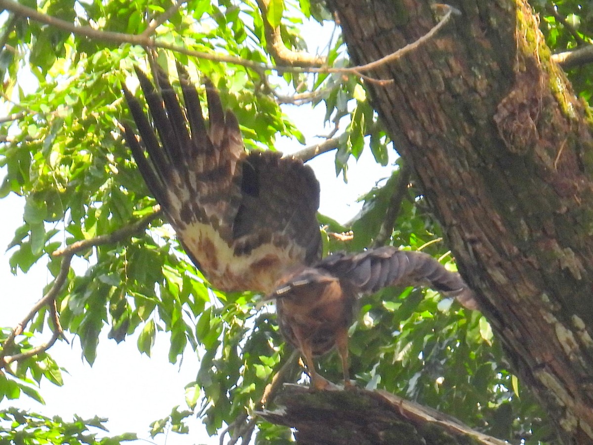 Black Kite - ML620599547