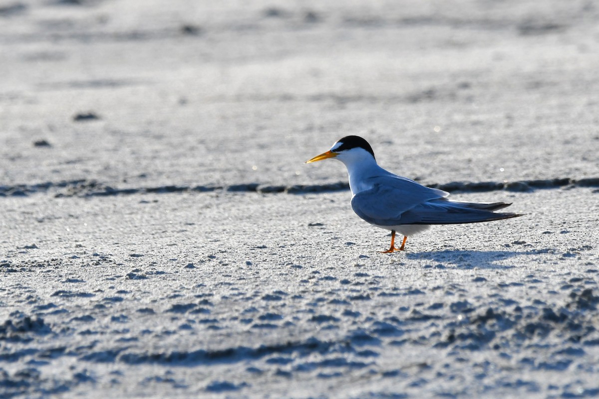 Least Tern - ML620599562