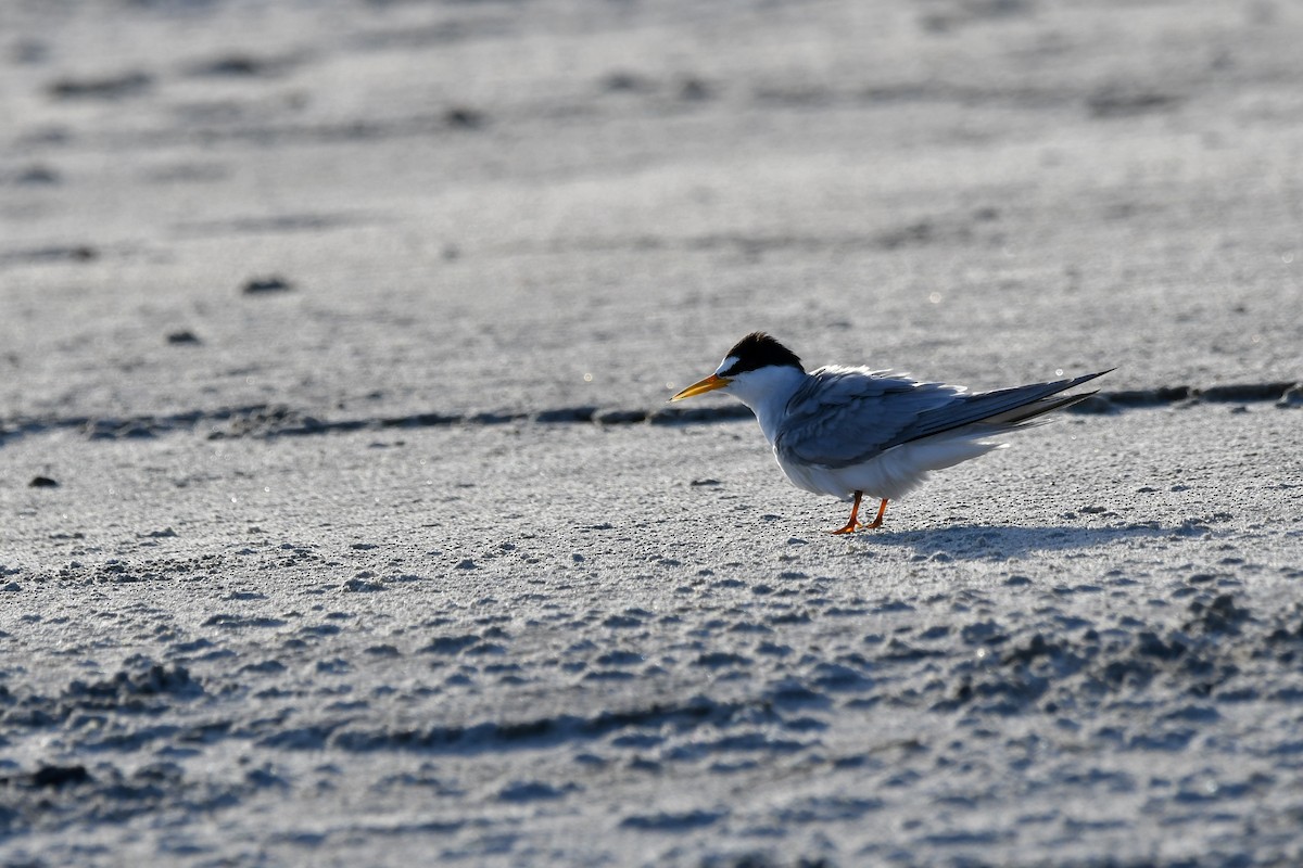 Least Tern - ML620599563