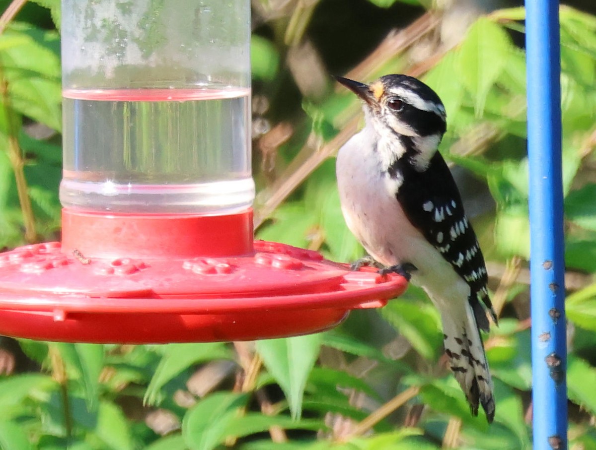 Downy Woodpecker - ML620599565