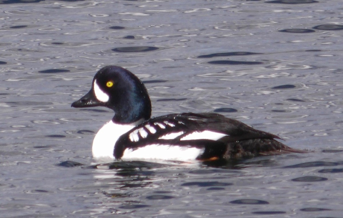 Barrow's Goldeneye - ML620599578