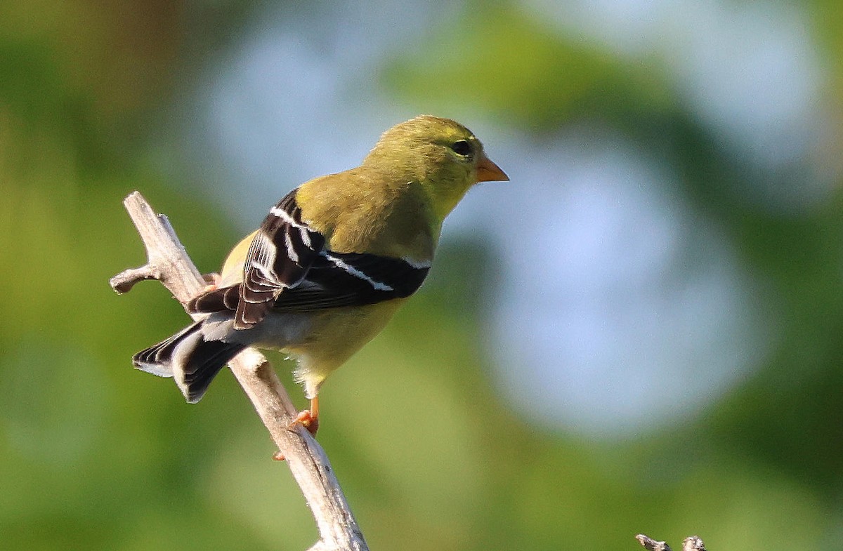 American Goldfinch - ML620599580