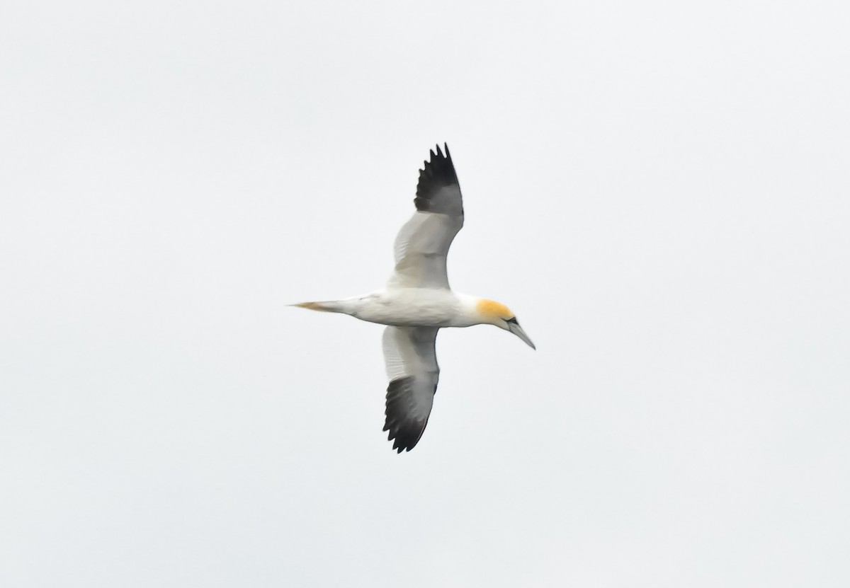 Northern Gannet - ML620599587