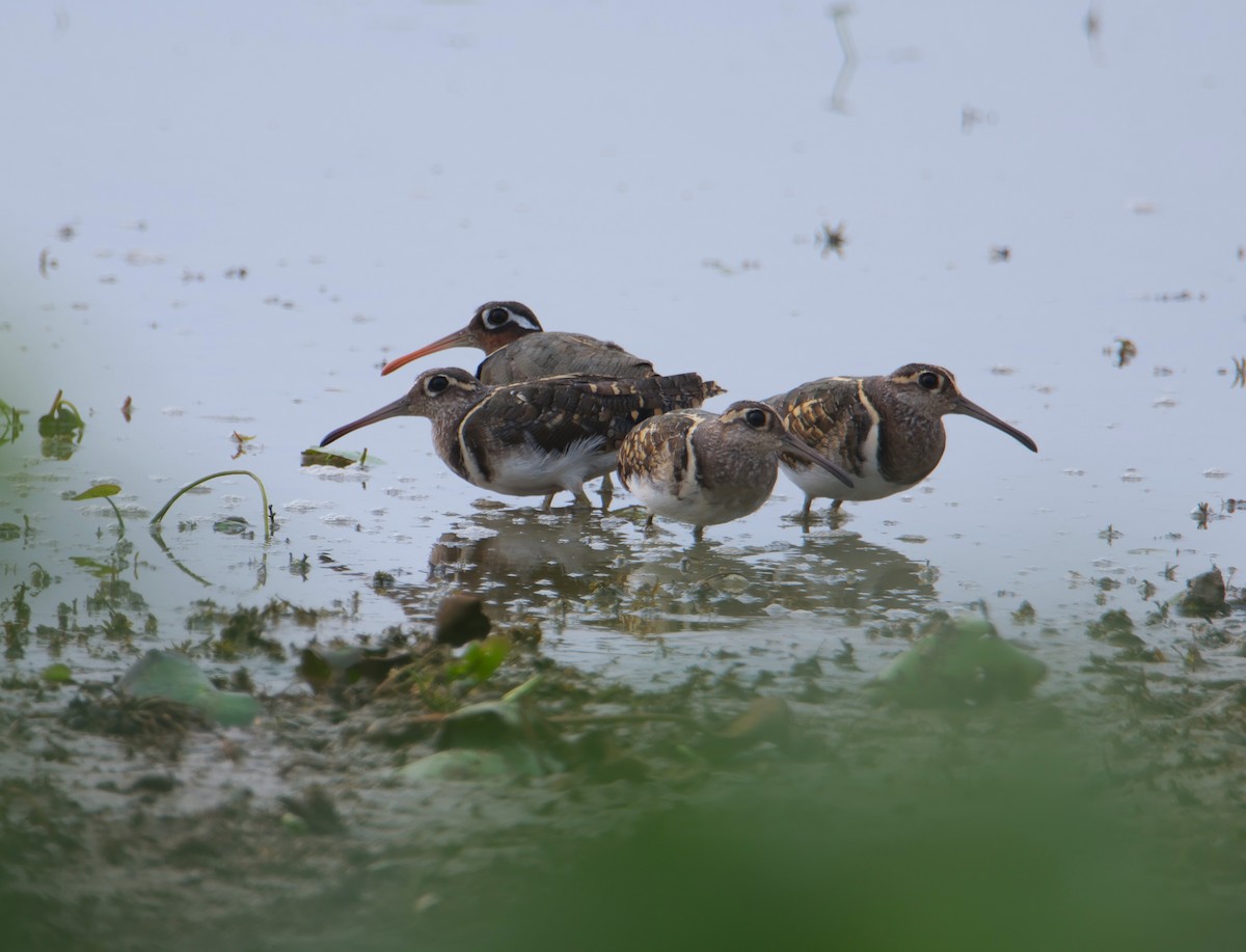 Greater Painted-Snipe - ML620599594