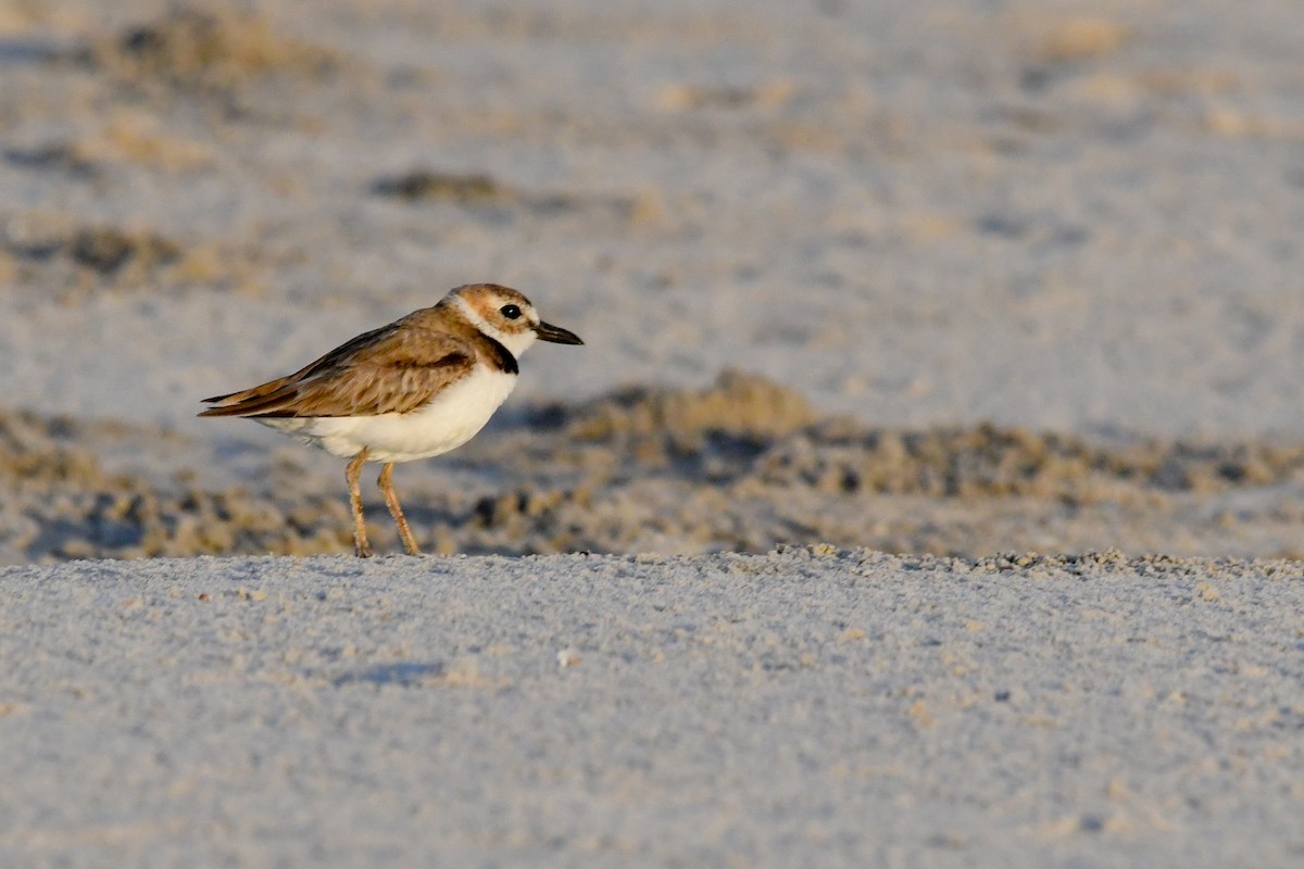 Wilson's Plover - ML620599596