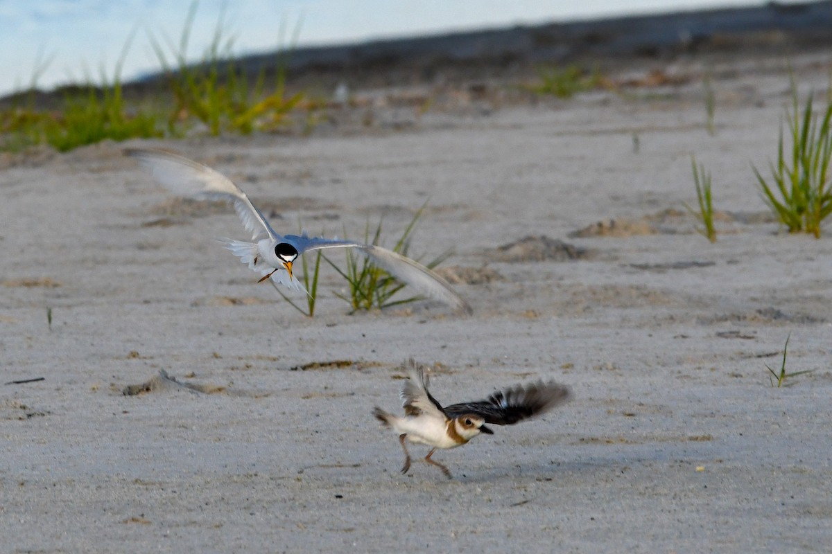 Wilson's Plover - Silas Powell