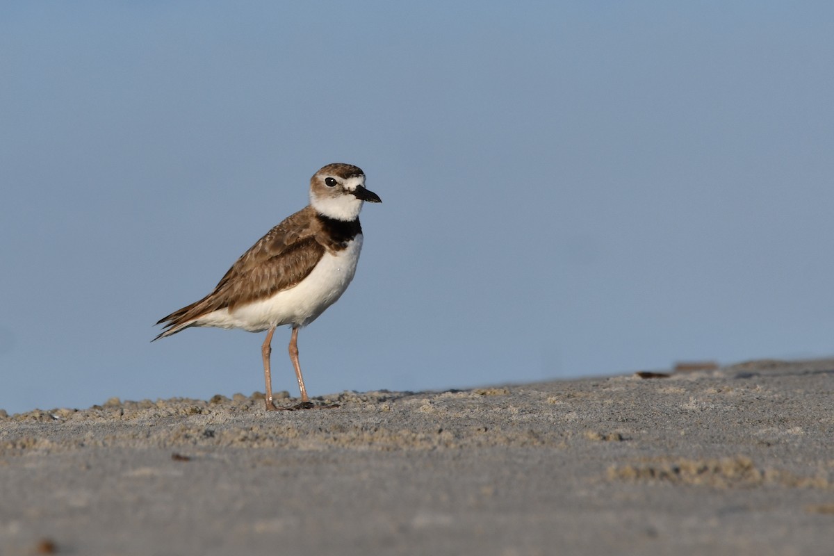 Wilson's Plover - ML620599599