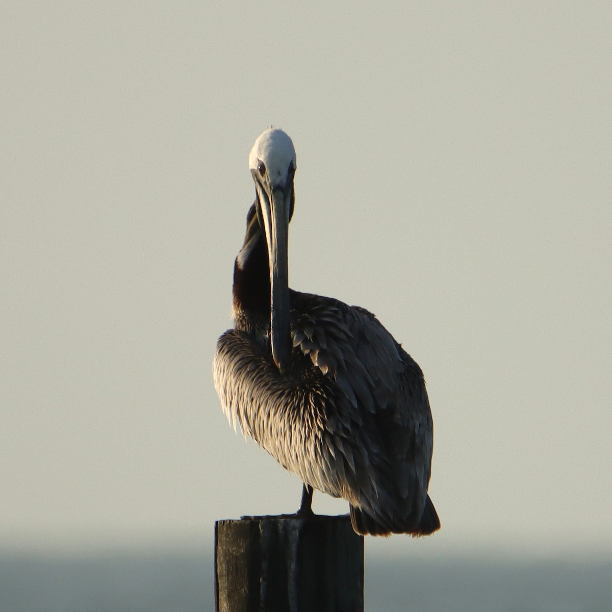 Brown Pelican - ML620599604