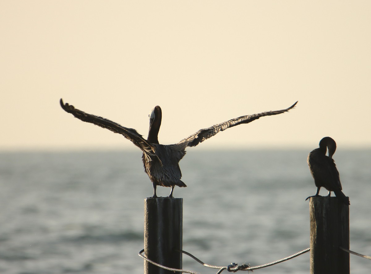 Brown Pelican - ML620599605