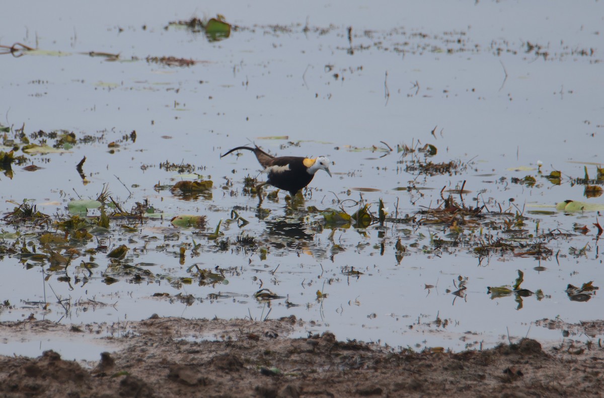 Pheasant-tailed Jacana - ML620599606