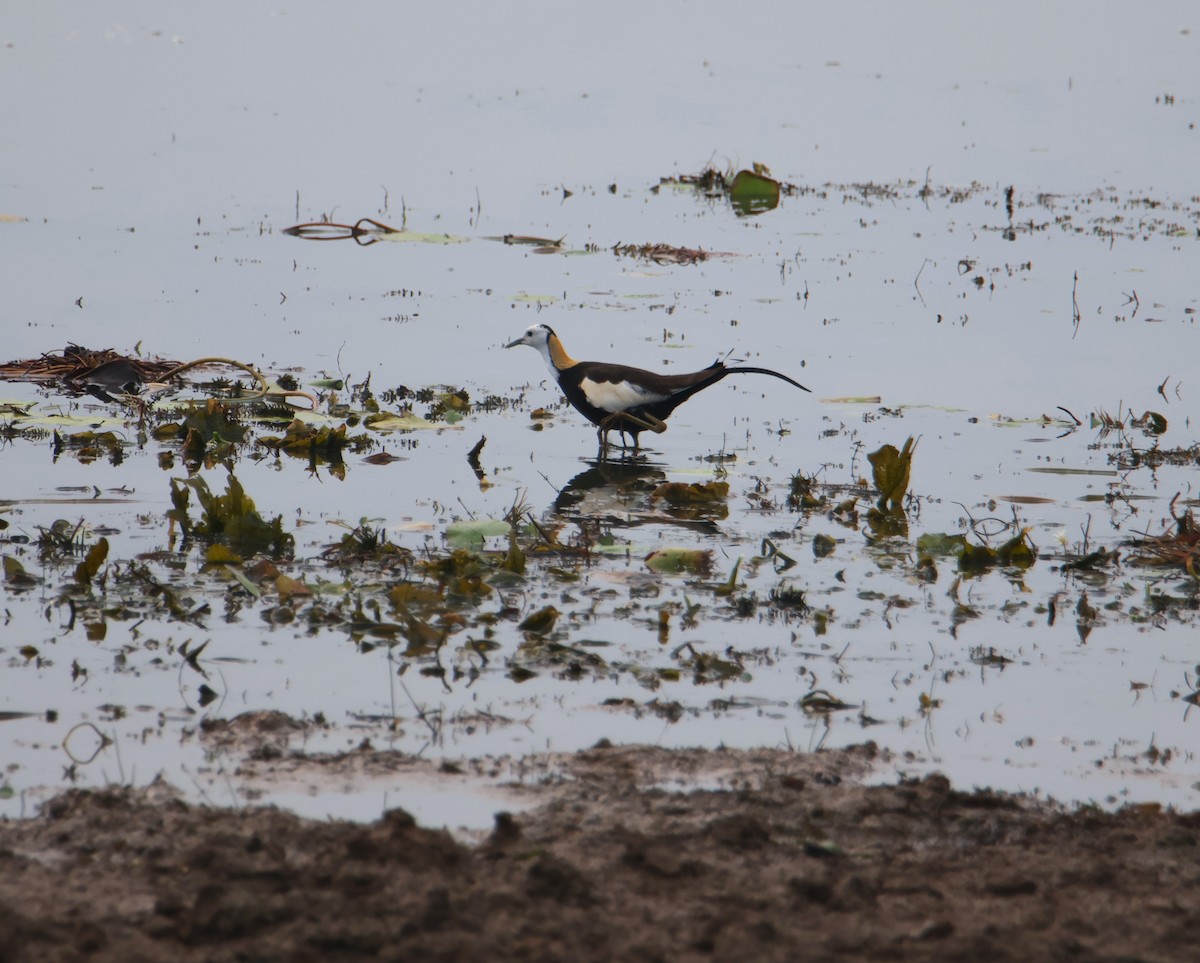 Pheasant-tailed Jacana - ML620599608