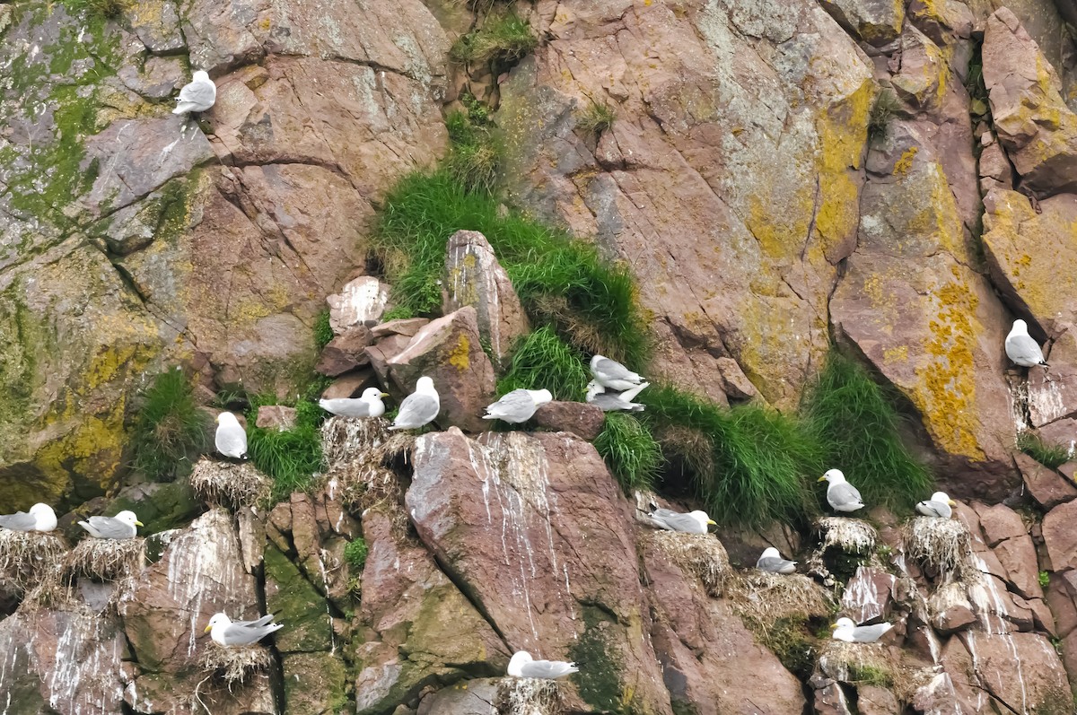 Black-legged Kittiwake - ML620599614