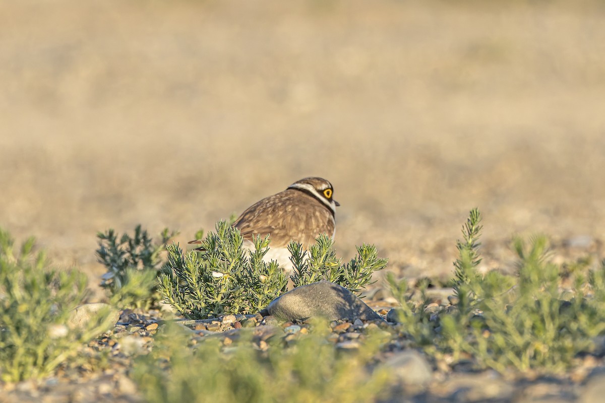 Little Ringed Plover - ML620599615