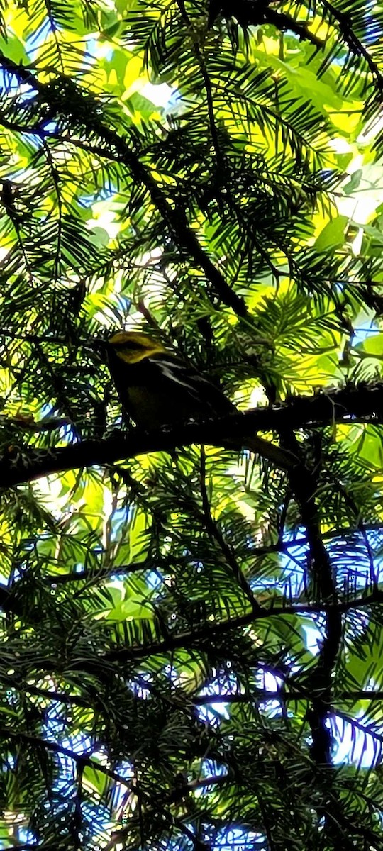 Black-throated Green Warbler - ML620599624