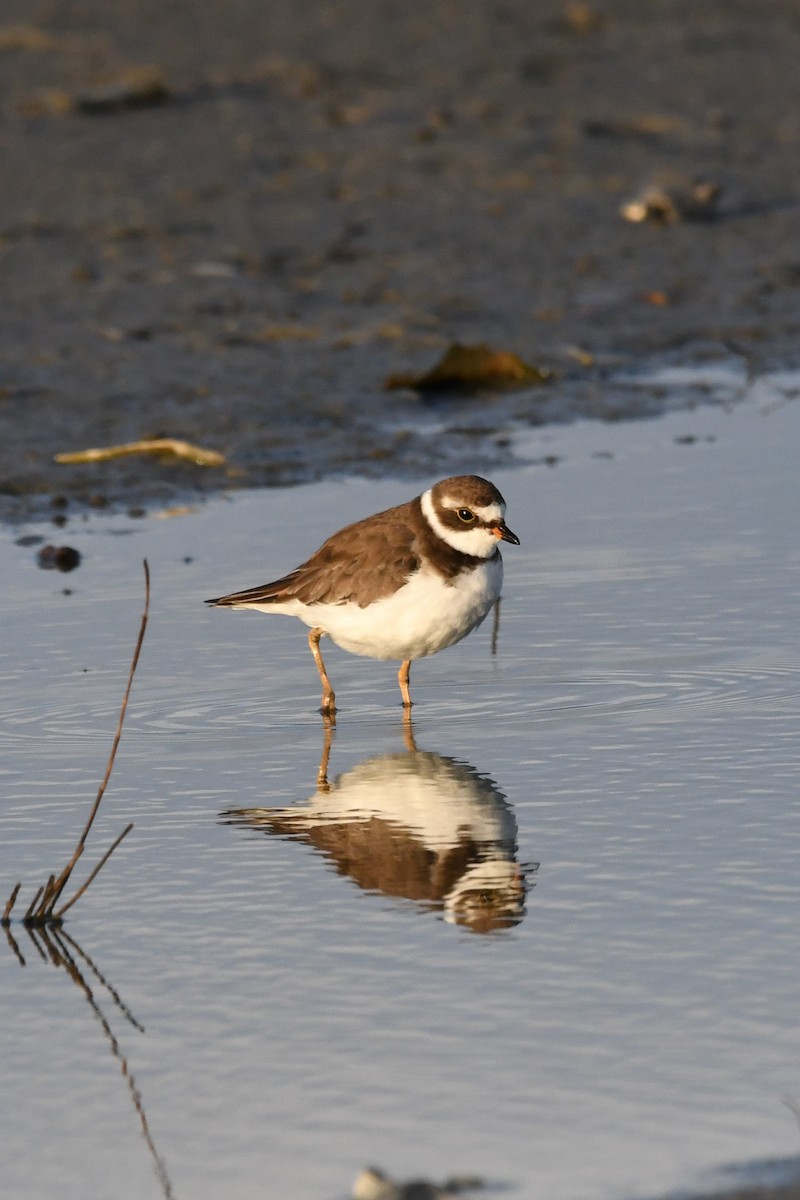 Semipalmated Plover - ML620599625