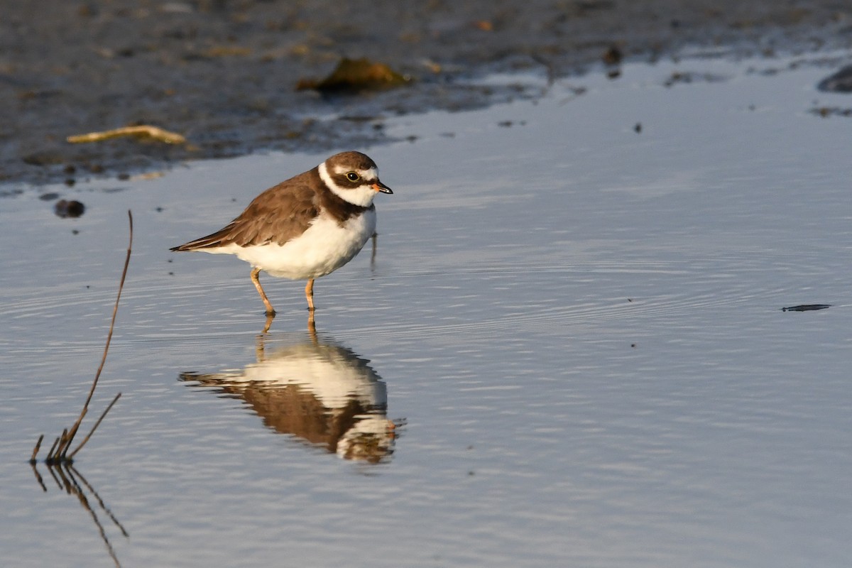 Semipalmated Plover - ML620599628