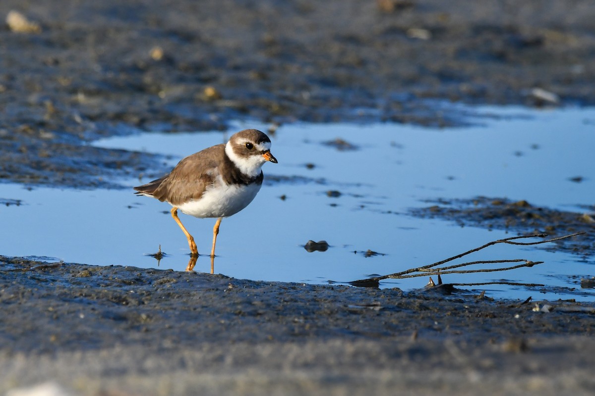 Semipalmated Plover - ML620599630