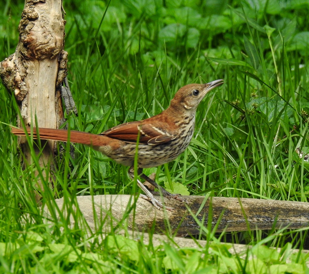 Brown Thrasher - ML620599633