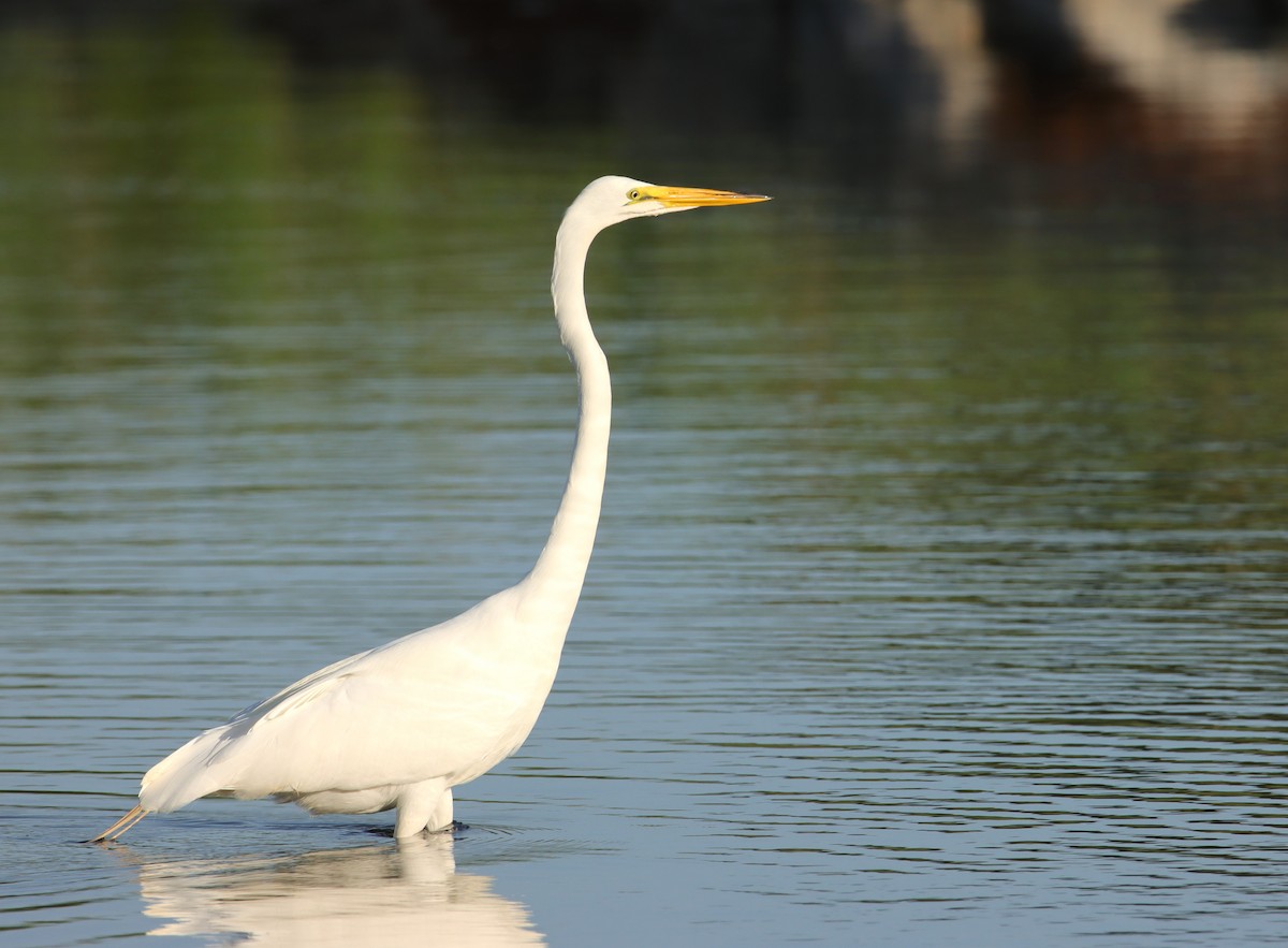 Great Egret - ML620599635