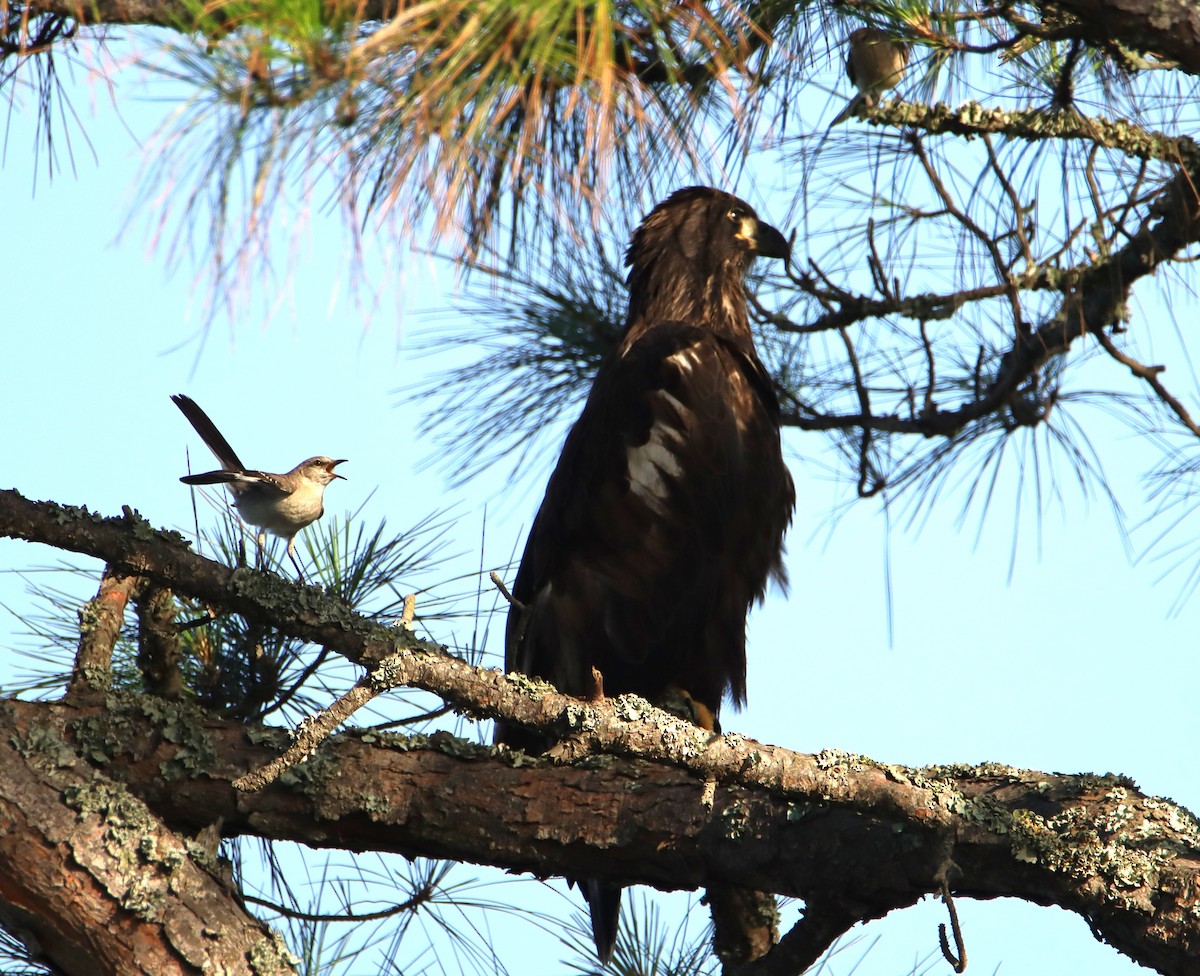 Bald Eagle - ML620599638