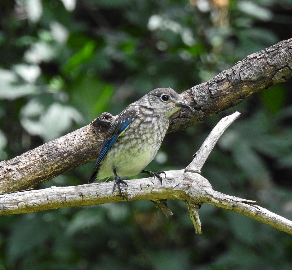 Eastern Bluebird - ML620599642