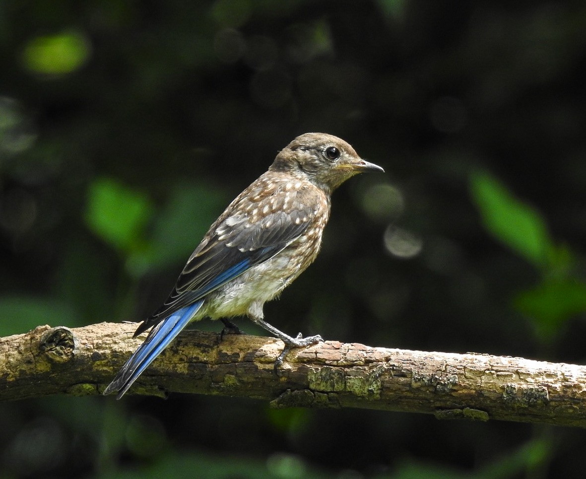 Eastern Bluebird - ML620599644