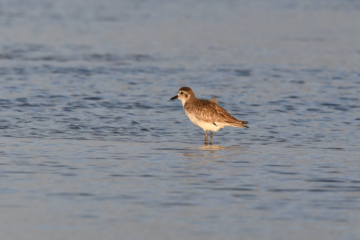 Black-bellied Plover - ML620599647