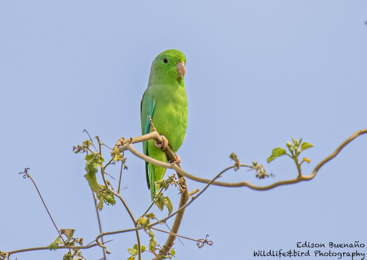 Зелёный воробьиный попугайчик - ML620599650