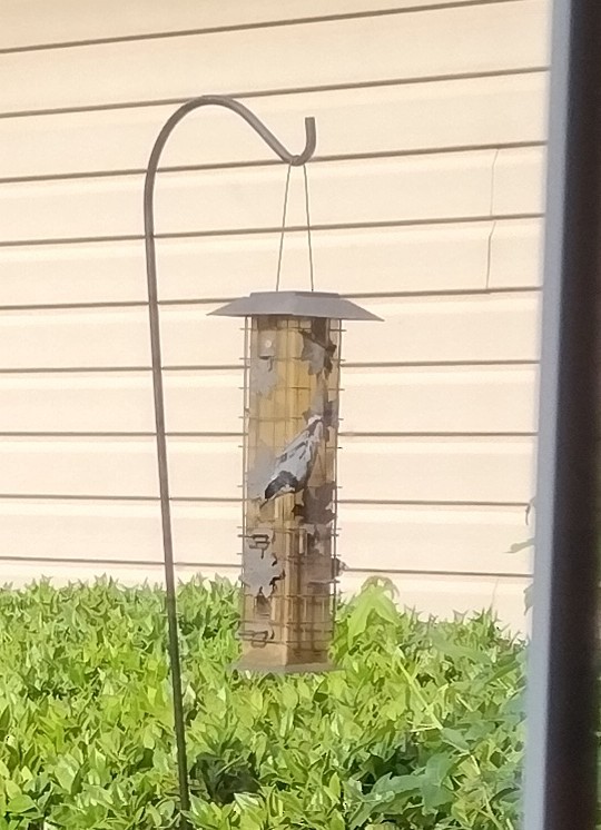 White-breasted Nuthatch - ML620599656