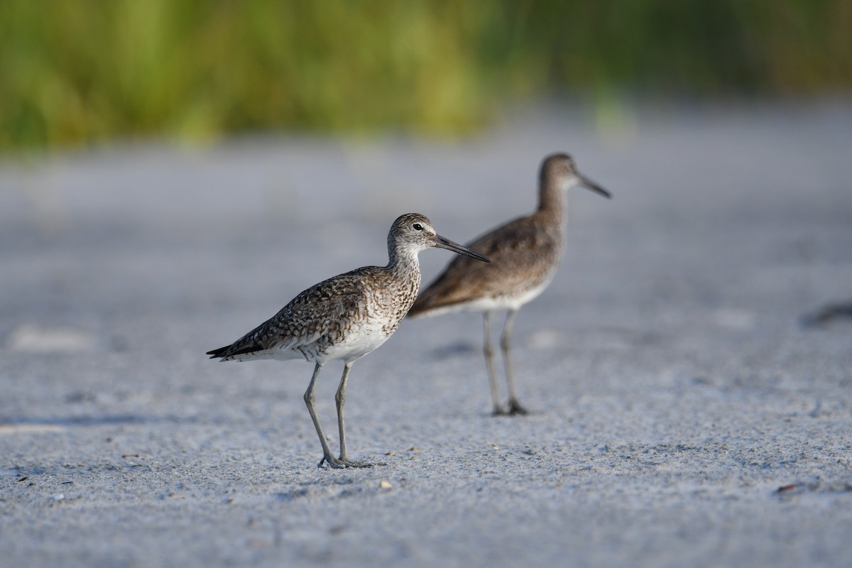 Willet - ML620599662