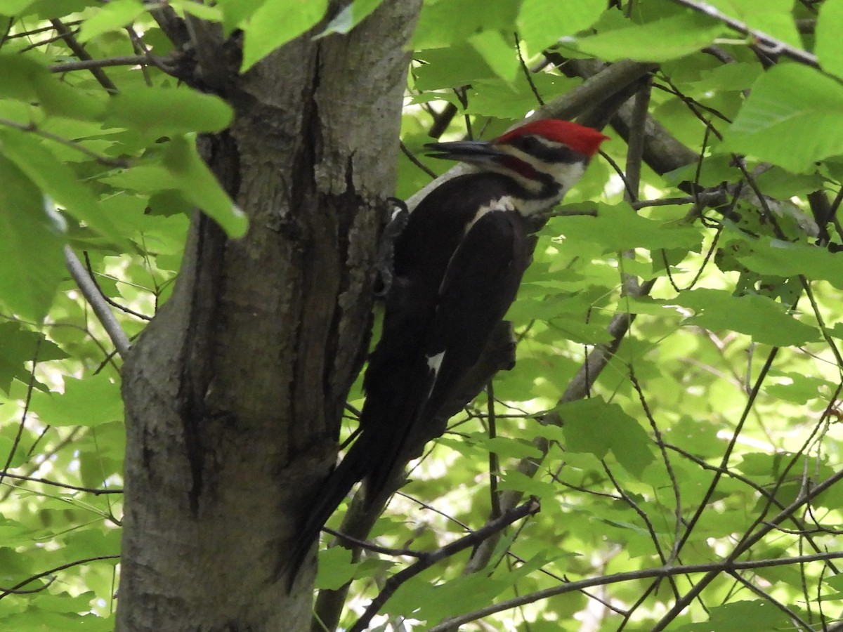 Pileated Woodpecker - ML620599665